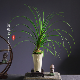 酒瓶兰盆栽 兰花属植物盆景室内好养绿植客厅办公桌面造型新中式