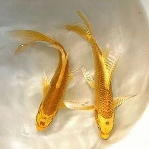 黄金锦鲤观赏鱼自来水冷水观赏鱼