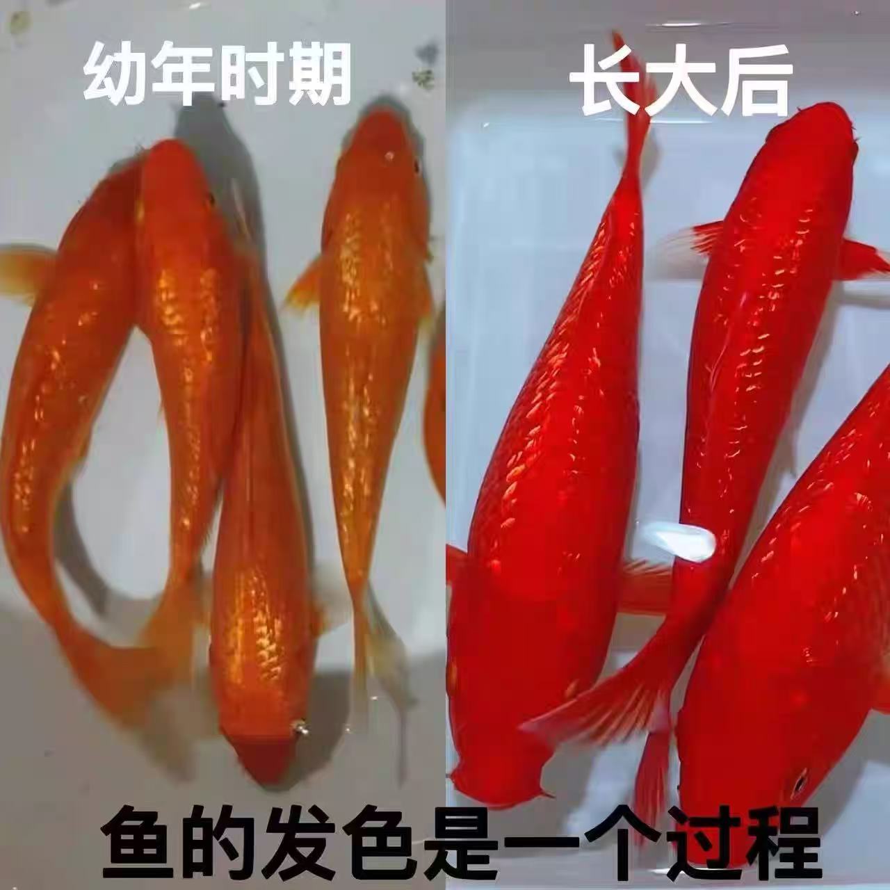 日系纯种锦鲤纯红锦鲤火鲤锦鲤观赏鱼冷水鱼闪鳞火鲤自来水可养