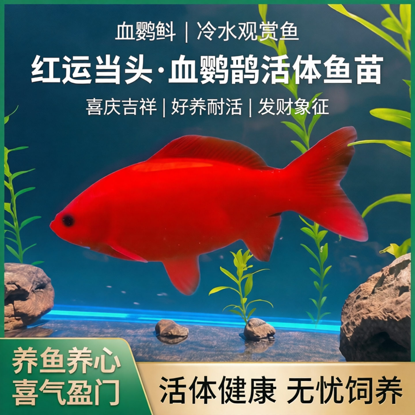 血鹦鹉冷水鹦鹉鱼红色喜庆鱼冷水观赏鱼活体鱼苗好养耐活发财鱼