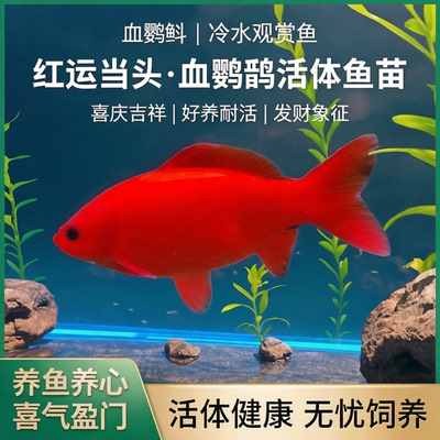 自来水可养红鱼发财鱼冷水观赏鱼