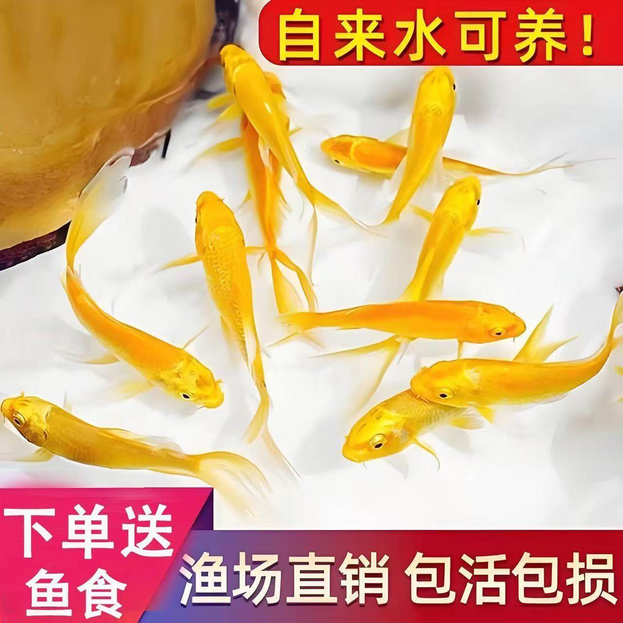 黄金锦鲤活鱼金鱼淡水鱼好养耐活冷水鱼黄金龙凤观赏鱼鱼苗,宠物/宠物食品及用品,鱼,淘宝优惠券,粉丝福利购,淘宝优惠卷