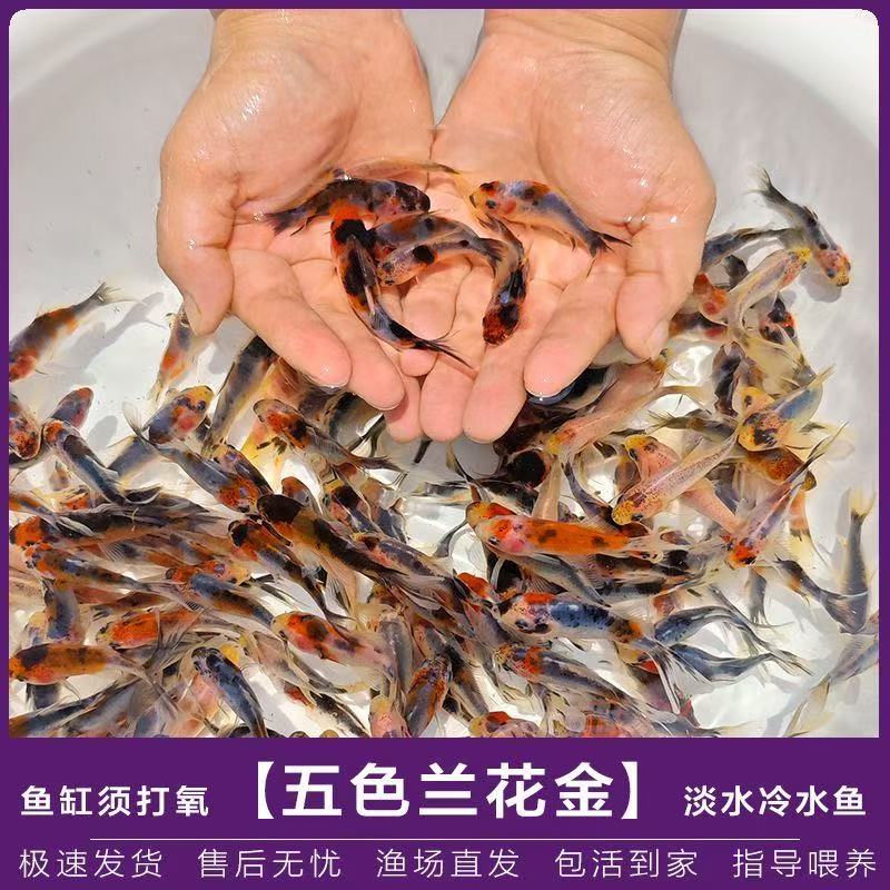 五花草兰花金鱼好养冷水观赏鱼