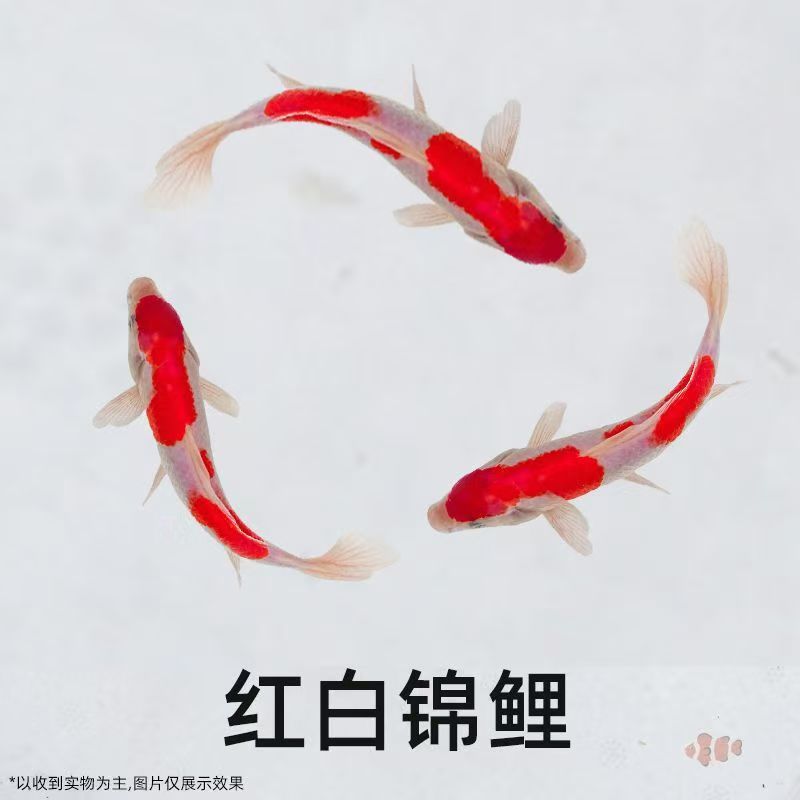 纯正血统红白锦鲤观赏鱼