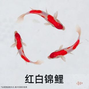 纯正血统精品红白锦鲤鱼活体鱼小型冷水金鱼好养耐活鱼苗鱼场直发