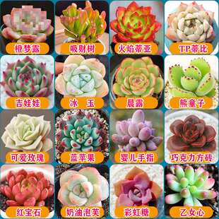 肉肉植物多肉绿植花卉室内阳台办公室小盆栽易养活组合大棵