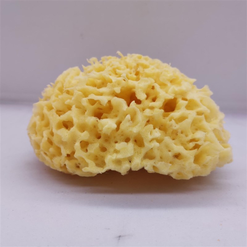 进口天然希腊海绵洗脸扑洁面扑海藻棉蜂窝棉宝宝搓澡浴球天然海绵