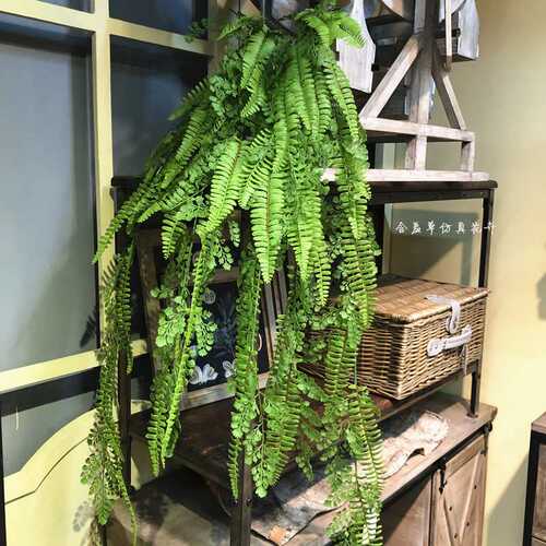 新款蕨类波斯蕨铁线蕨组合垂吊壁挂绿物植物墙装饰家居婚庆软装搭