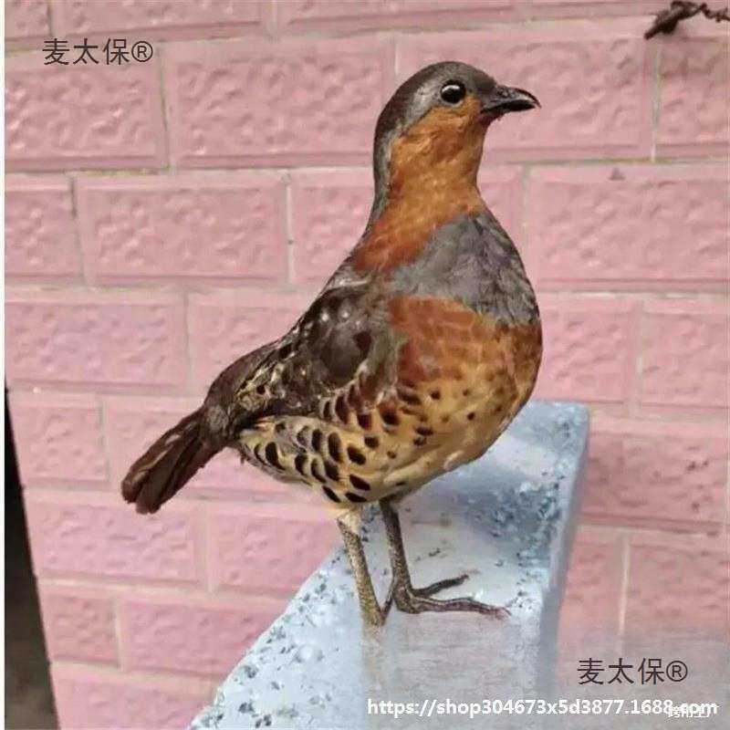 竹鸡竹鸡园林模型媒假竹鸡竹鸡羽毛毛竹户外竹鸡新款假室外麦太保