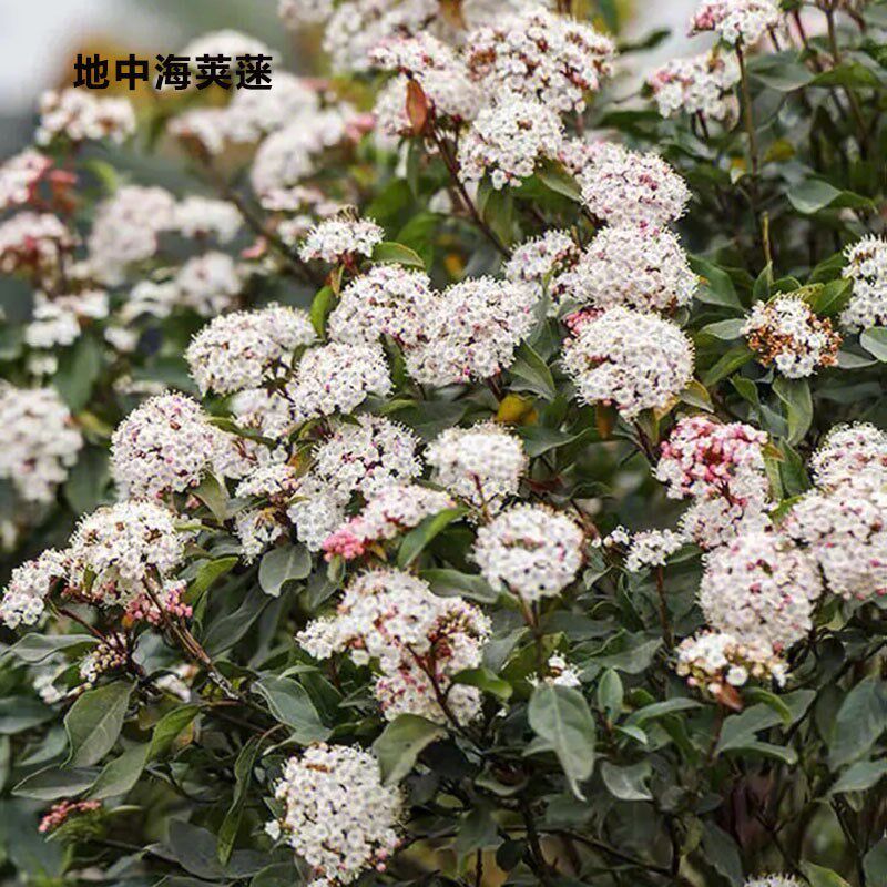 地中海荚蒾盆栽花苗多年生耐寒耐热庭院阳台花灌木花园背景植物