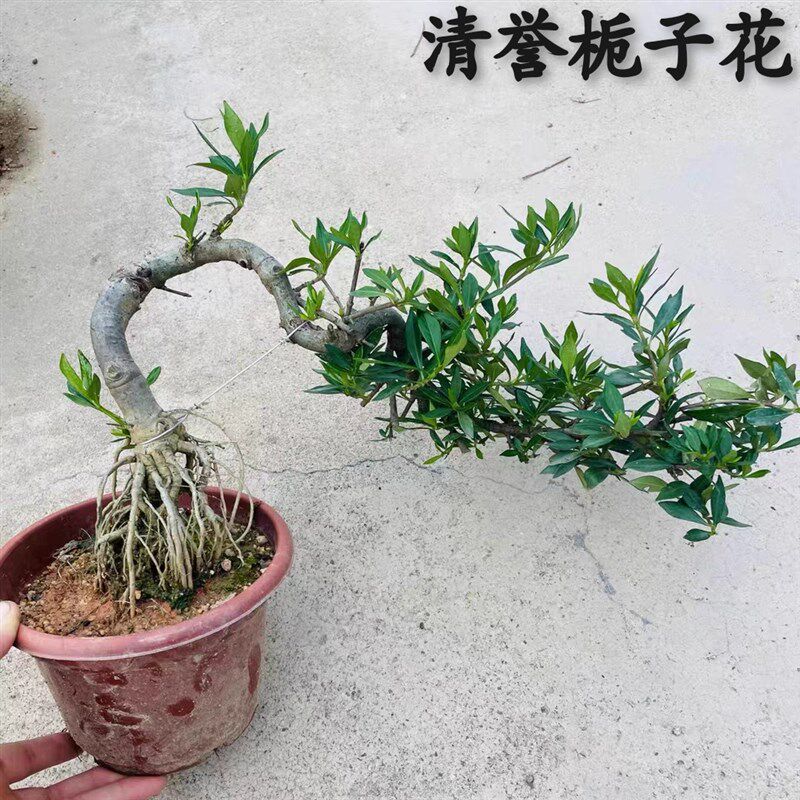 悬崖清誉四季栀子花临水飘枝造型盆景开花浓香阳台花园植物水横枝