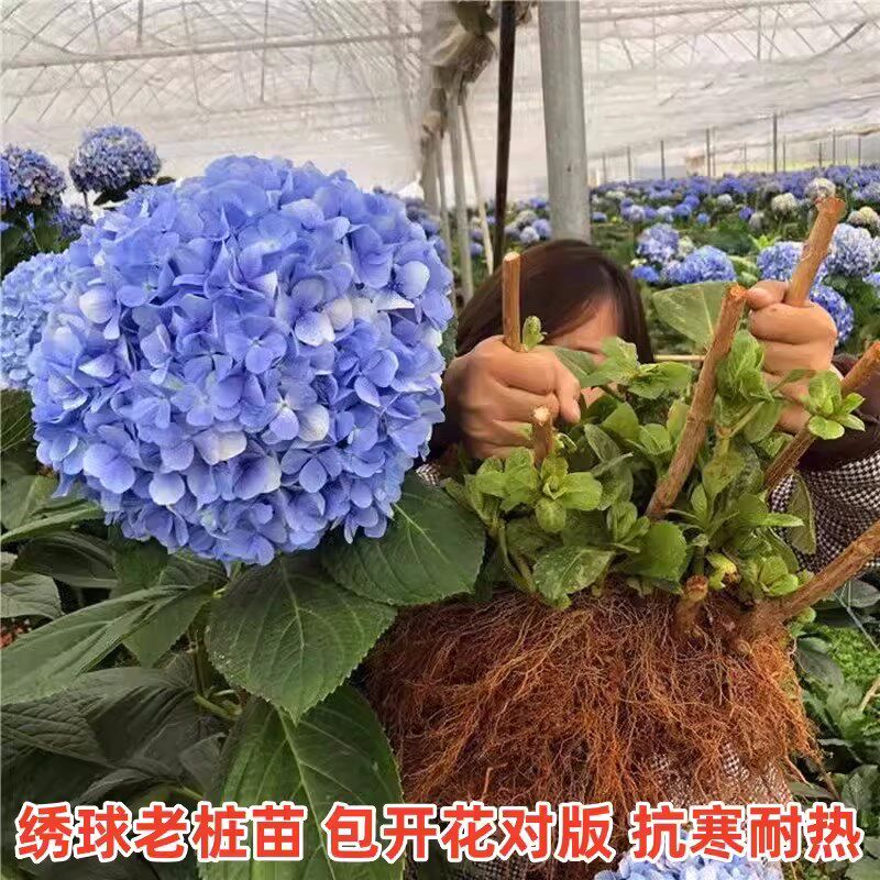 耐寒大花绣球花苗无尽夏老桩盆栽阳台室内外庭院八仙花卉浓香植物