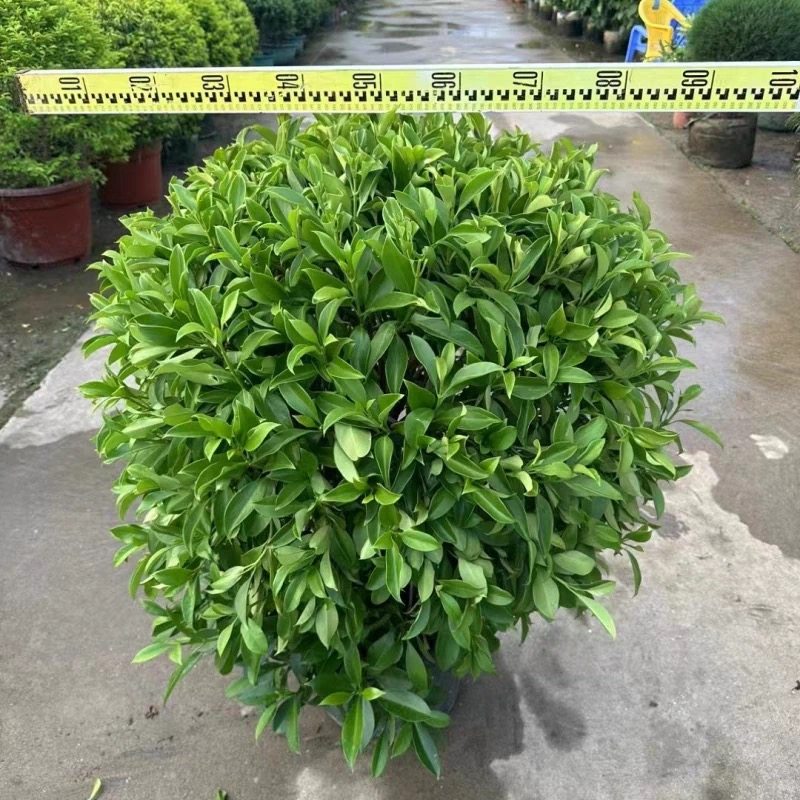 非洲茉莉花苗盆栽阳台庭院四季常青好养绿植室内塔型灰莉树苗盆景