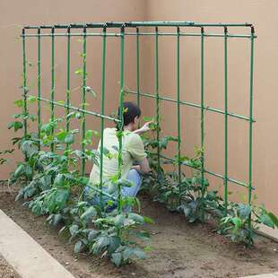 黄瓜爬藤架种菜蔬菜番茄豆角四季豆架杆花卉植物支撑杆瓜棚搭架子