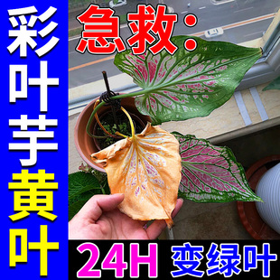 彩叶芋肥料植物叶子发黄枯叶烂根叶斑病专用杀菌药硫酸亚铁水溶肥