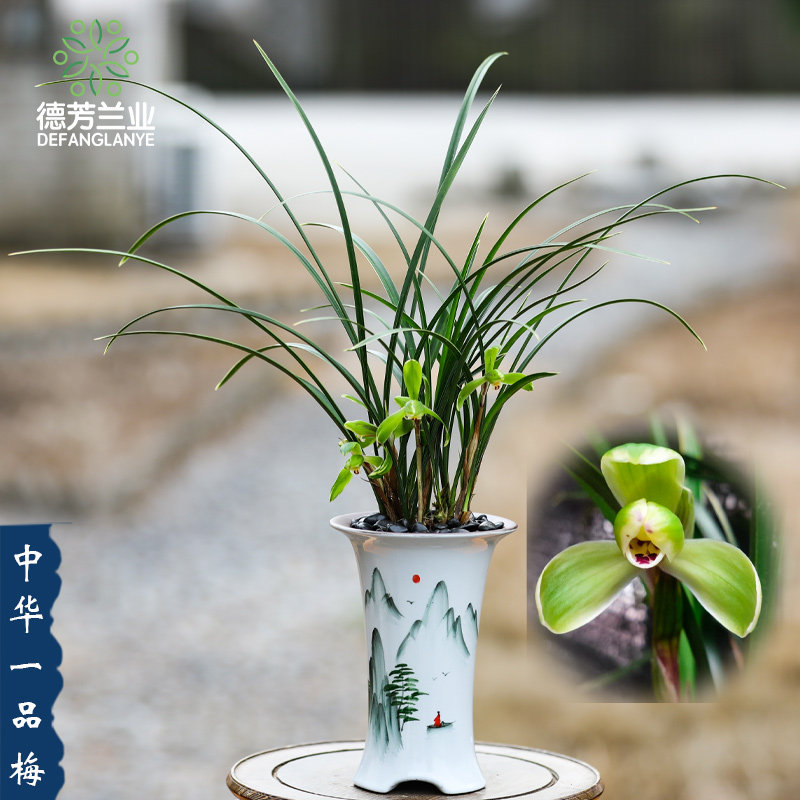 精品名贵兰花春兰中华一品梅带花苞发货客厅阳台特香花卉绿植盆栽
