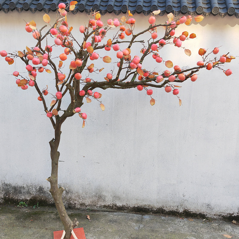 仿真柿子树造景绿植氛围感日式过年摆件挂件绿植橱窗装饰庭院假柿