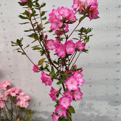 久留米梦飞白品种杜鹃精美盆栽花卉室内外种植庭院阳台客厅盆栽