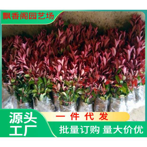 绿化苗红叶石楠小苗庭院红头石楠苗红罗宾四季常青绿化植物篱笆苗