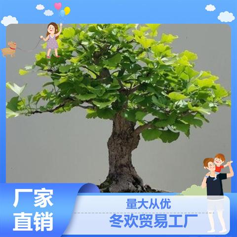 绿植室内二盆景盆栽买银杏树好养矮霸造型绿植一发花卉办公桌