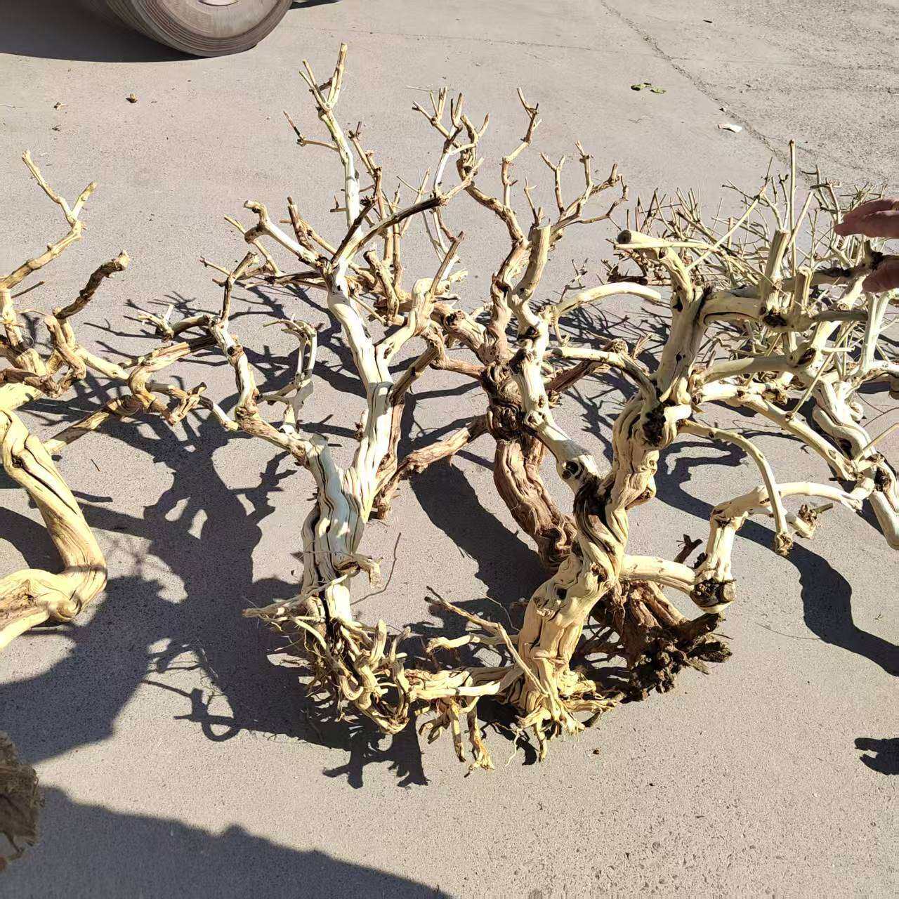 去皮金银花树造型树枝装饰树干枝枯树杆龙骨干造景树霸王根歪脖树