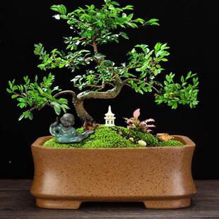 宜兴柴烧紫砂花盆个性方形客厅桌面榕古盆典松景树I柏竹子盆栽