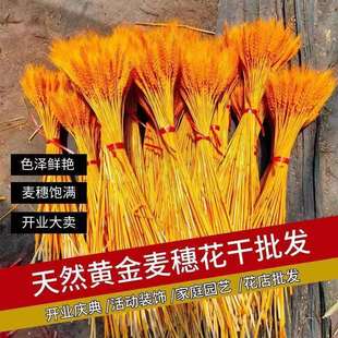 麦穗开业束花篮黄金花束直发干花插花摆件装饰厂家大卖天然大麦批