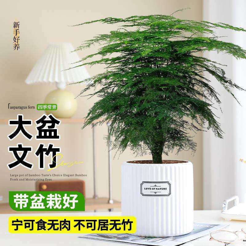 文竹盆栽盆景植物室内客厅花卉办公室桌面绿植四季常青好养大盆栽