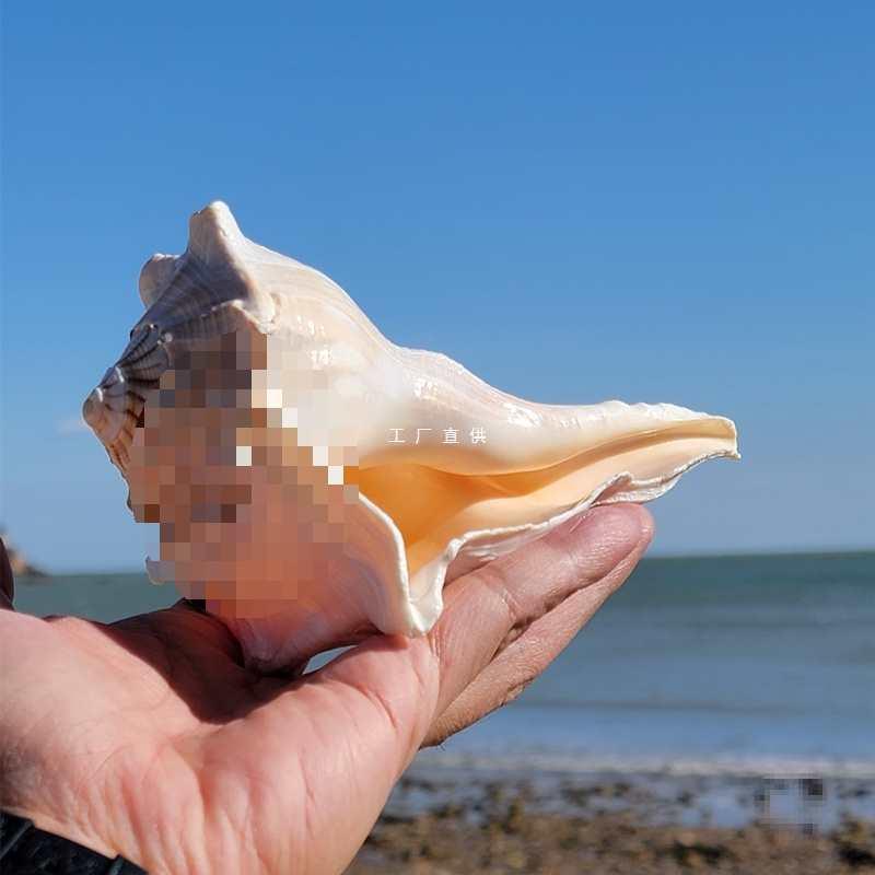 天然海螺贝壳珊瑚摆件左旋螺号角螺大海星吹响螺居家摆件