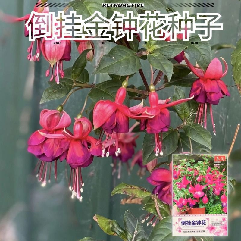 八月新种!浓香倒挂金钟花种球驱蚊虫花卉好管理四季好种WL