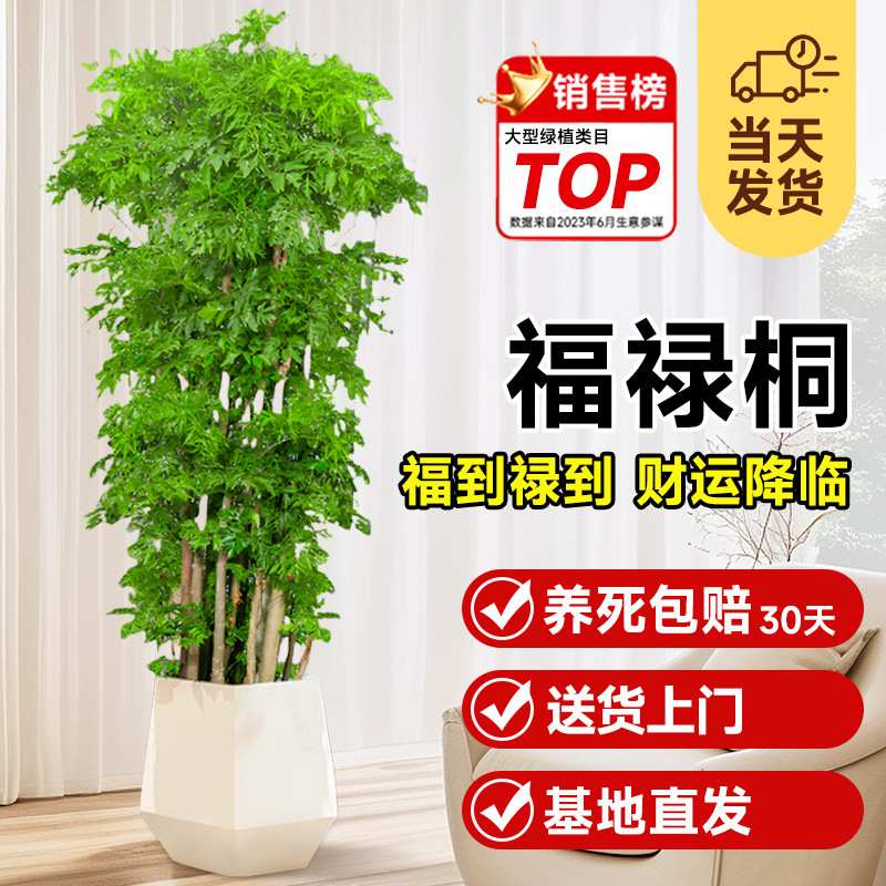 羽叶福禄桐盆栽细叶大型室内盆景金钱兜植物客厅吸除甲醛绿植招财