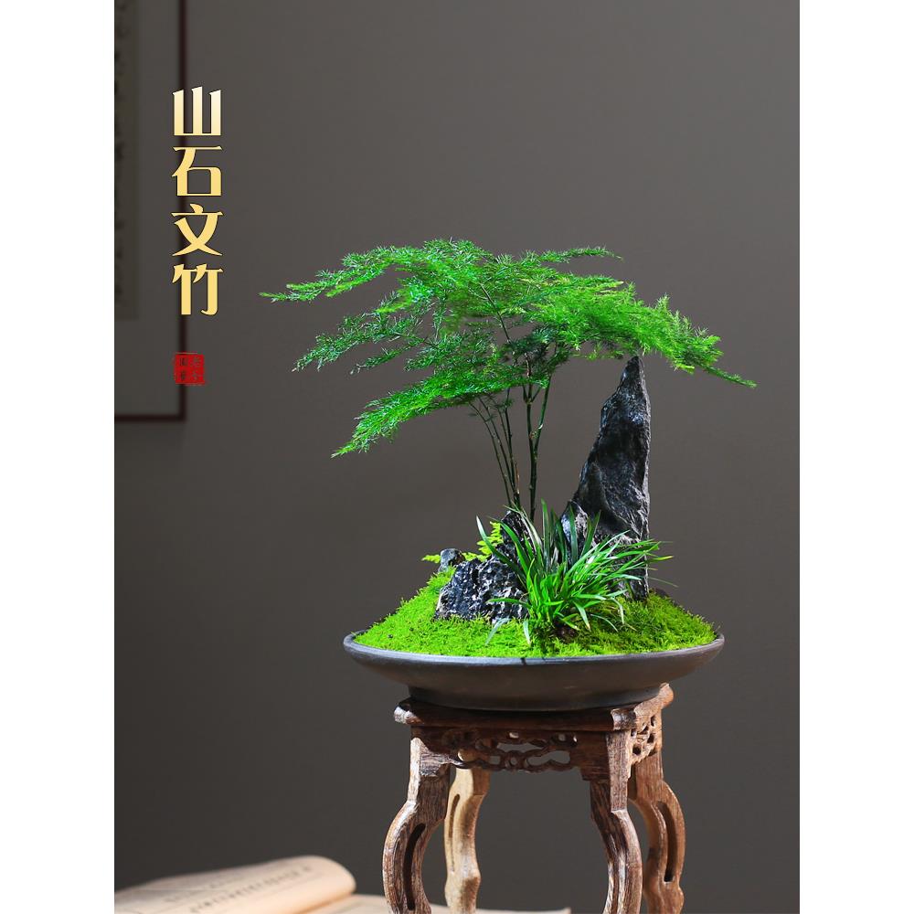 文竹桌面创意组合山石盆景禅意水旱盆植物庭院茶室中式绿植小盆栽