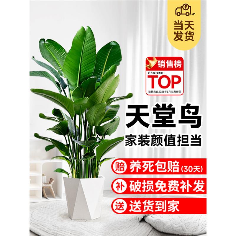 天堂鸟盆栽室内客厅大型绿植办公室大叶植物花卉鹤望兰去甲醛新房