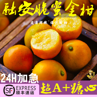 正宗广西融安第三代脆蜜金柑金桔纯甜无籽大果新鲜采摘顺丰包邮