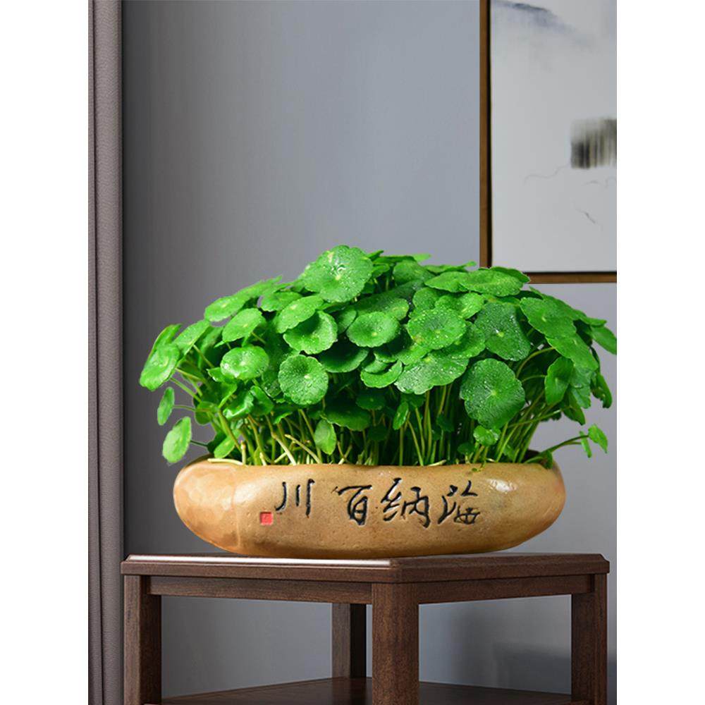 铜钱草水培植物金钱大叶子水养盆栽创意四季好养客厅室内绿植花卉