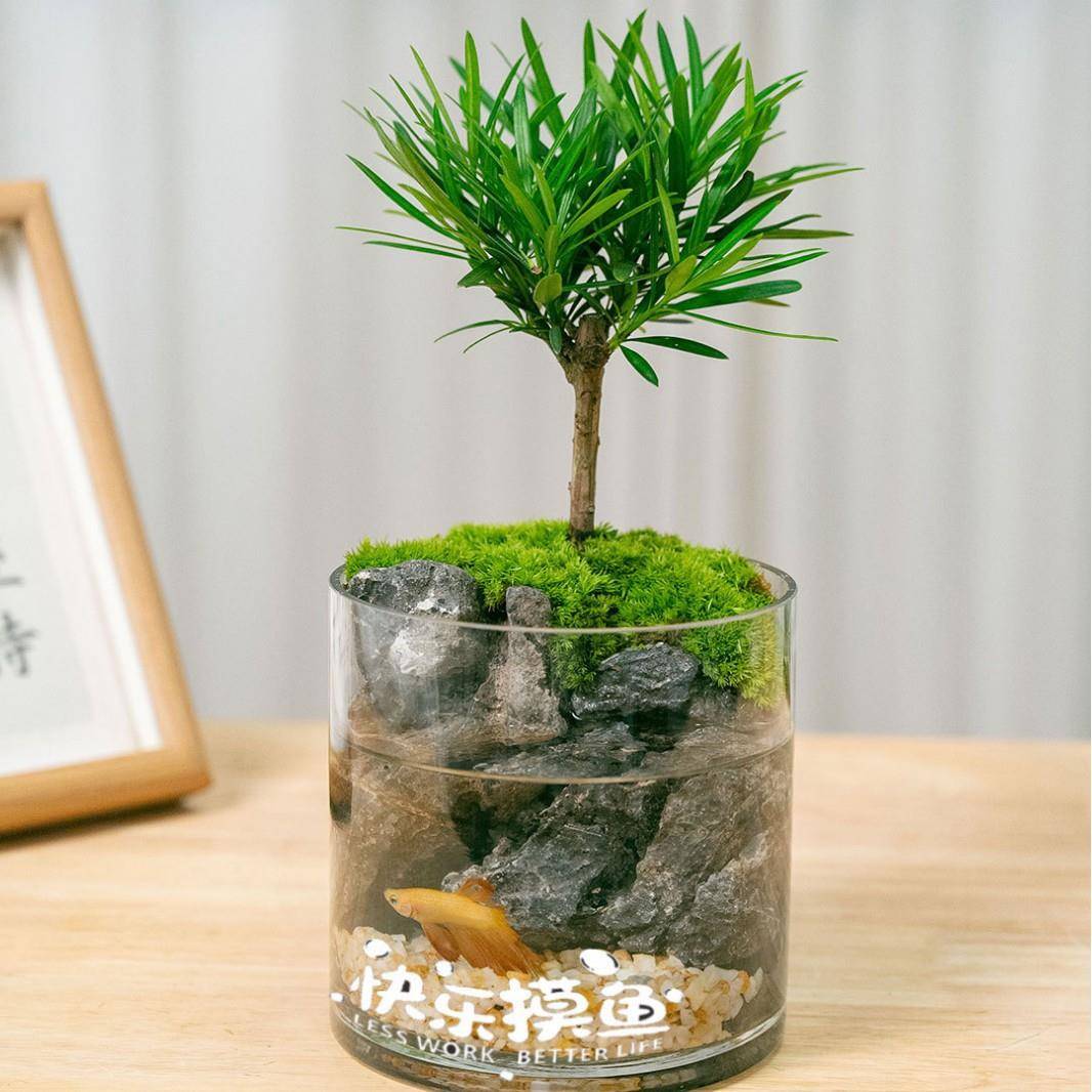 金边六月雪文竹袖珍椰子小叶赤楠微景观客厅茶台景观送礼乔迁盆栽