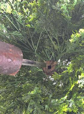 HL0023北欧真装饰柏仿树酒店家居装饰景观盆栽小树假松柏树圣诞树