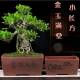 砂花盆大口径桌号赤楠梅花老桩绿植长方马槽LZN goo4盆景盆大室紫