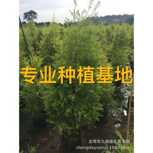 福建浙千层金球江行道树黄金宝树高1.2米中小型金黄香柳球价格