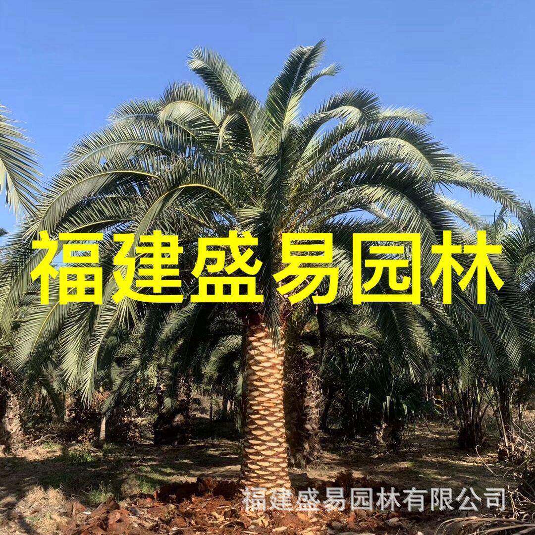湖南加拿利海枣树加拿利海枣头四川加拿利海枣基地