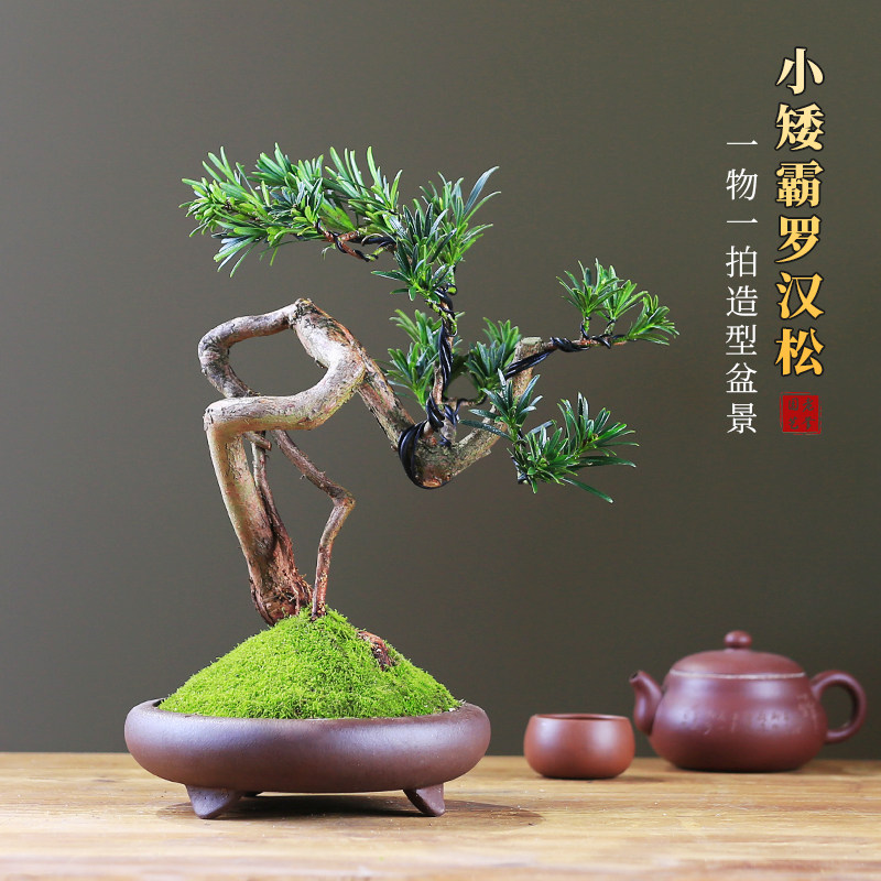 矮霸罗汉松盆栽精品庭院高端绿植盆景客厅桌面室内植物一物一拍