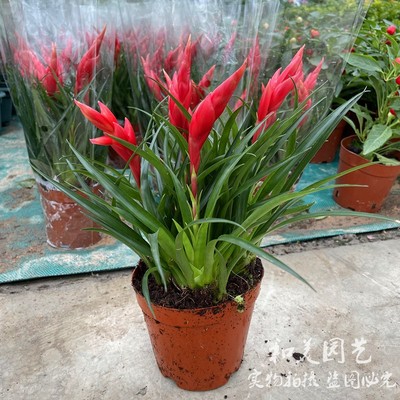 招财手空气凤梨 多头红辣椒凤梨盆栽 室内客厅易养花卉 鸿运当头