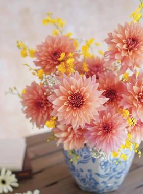 GNEA级精品三鱼文大丽花橙色鲜档花庭高插花云南家直发大丽花