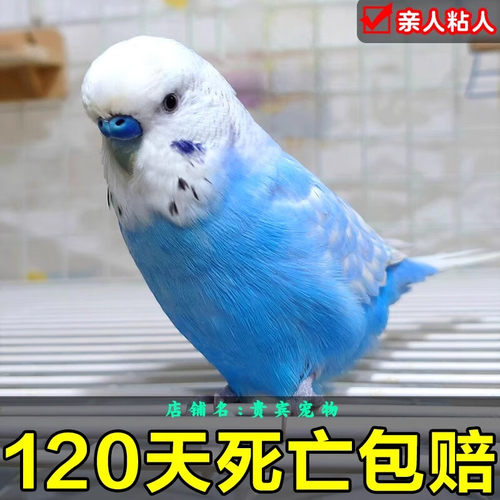 【会说话的鹦鹉】纯手养欧国血大头虎皮宠物活鸟亲人能上手可繁殖