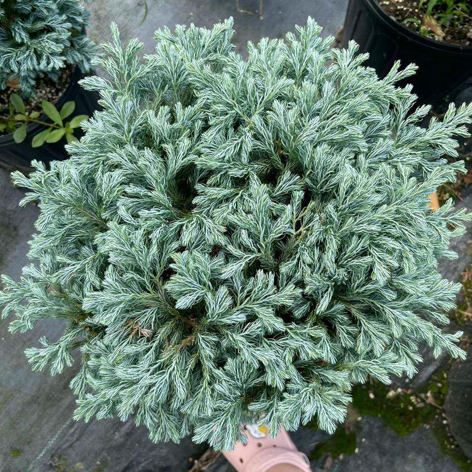 蓝色波尔瓦盆栽花境组合观赏植物成都园林绿化工程苗木地被植物