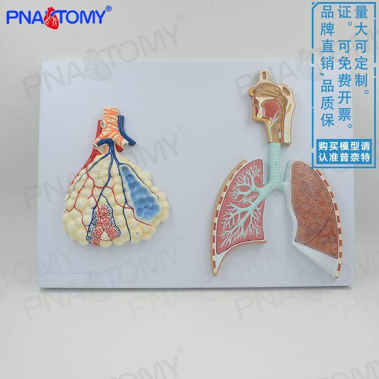 人体呼吸系统浮雕模型口鼻咽喉肺支气管肺泡肺小叶教学展示科普,纺织面料/辅料/配套,纺织机械配件,淘宝优惠券,粉丝福利购,淘宝优惠卷
