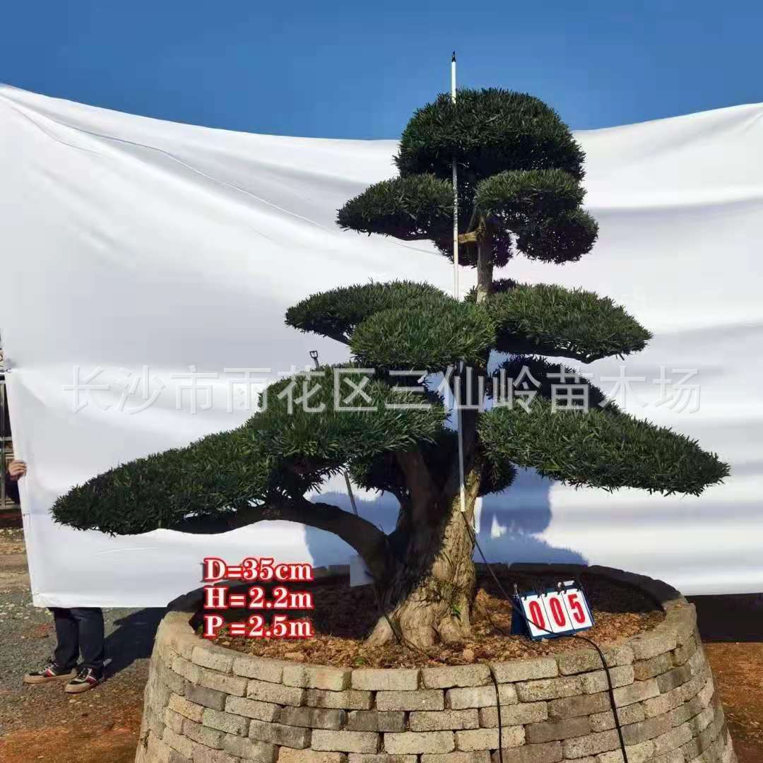 罗汉松湖南造型罗汉松苗8-10-12-15-20公分罗汉松基地绿化树