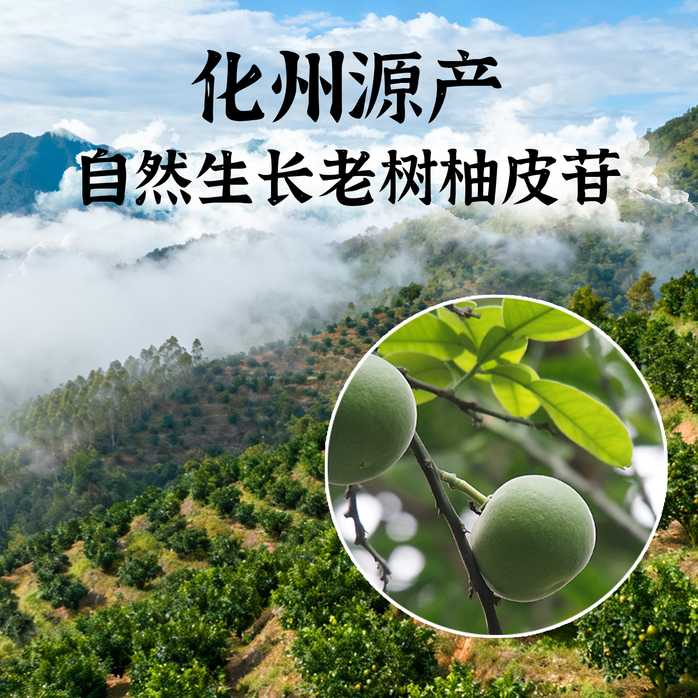 久久春 化州源产自然生长老树化橘红皮茶圆切正宗广东特产中药材