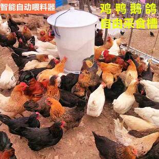 养鸡场喂料机养殖场自动喂料器鸡鸭鹅鸽自由采食槽家禽养殖采食槽