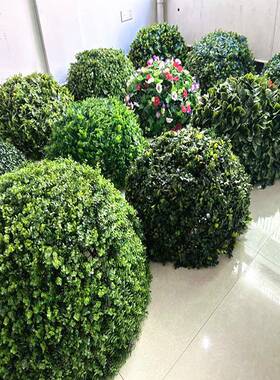 黄仿真米兰园草球圆XWY球楼盘林井盖遮挡遮杨卫矛球球灌木绿化苗